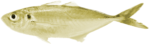 AJI