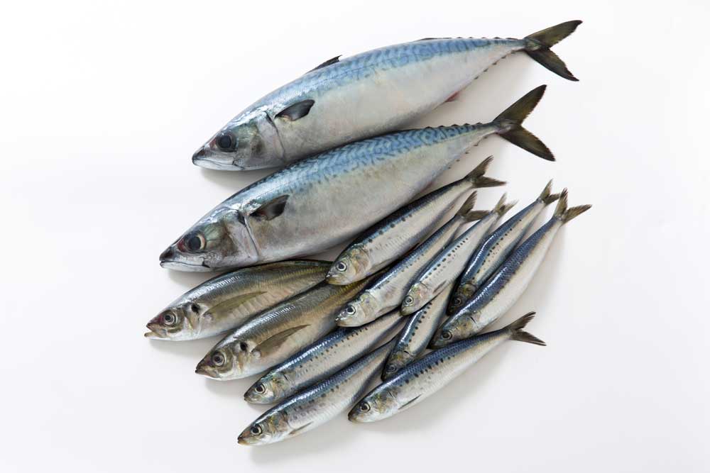 アジ・サバ・イワシ