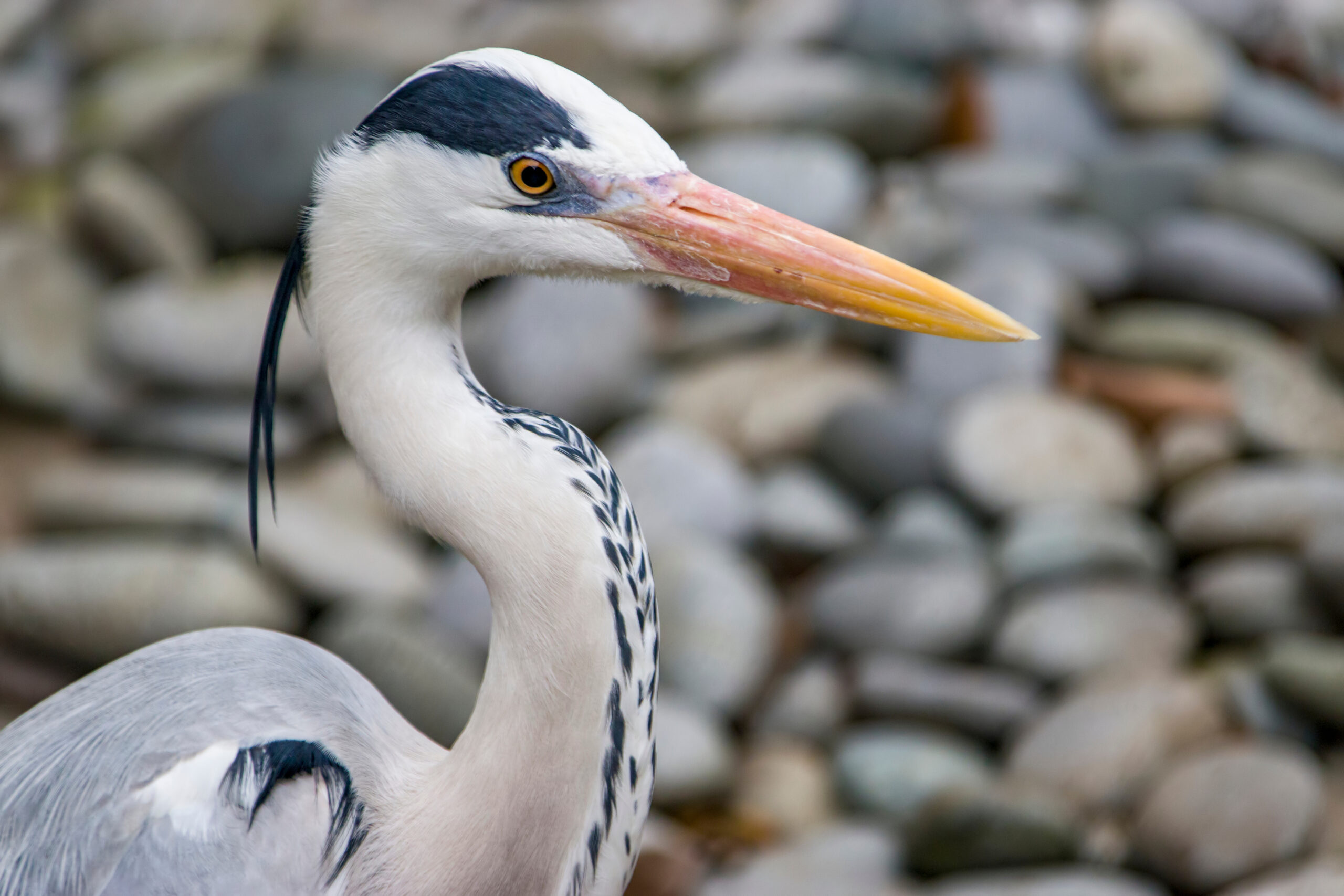 The grey heron