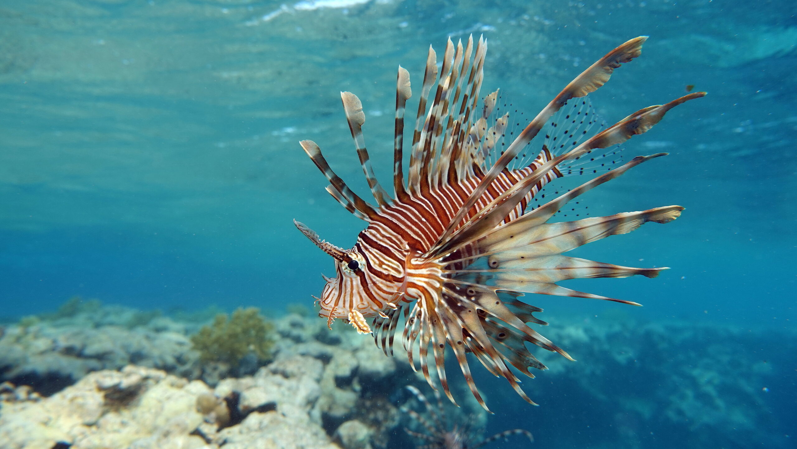 Lion Fish in the Red Sea.