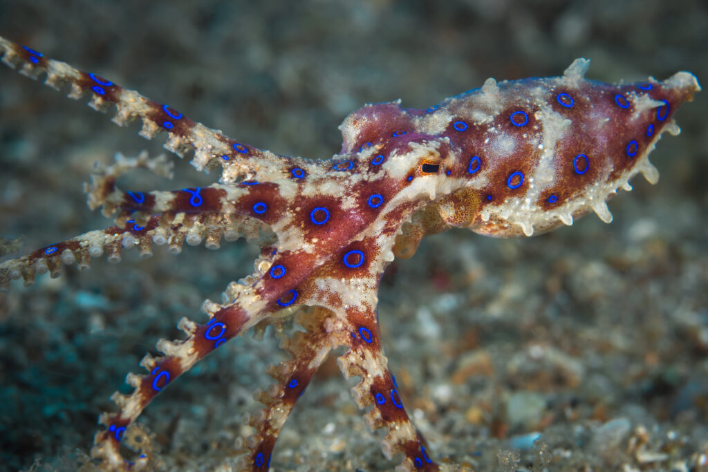 ひょうもんだこ