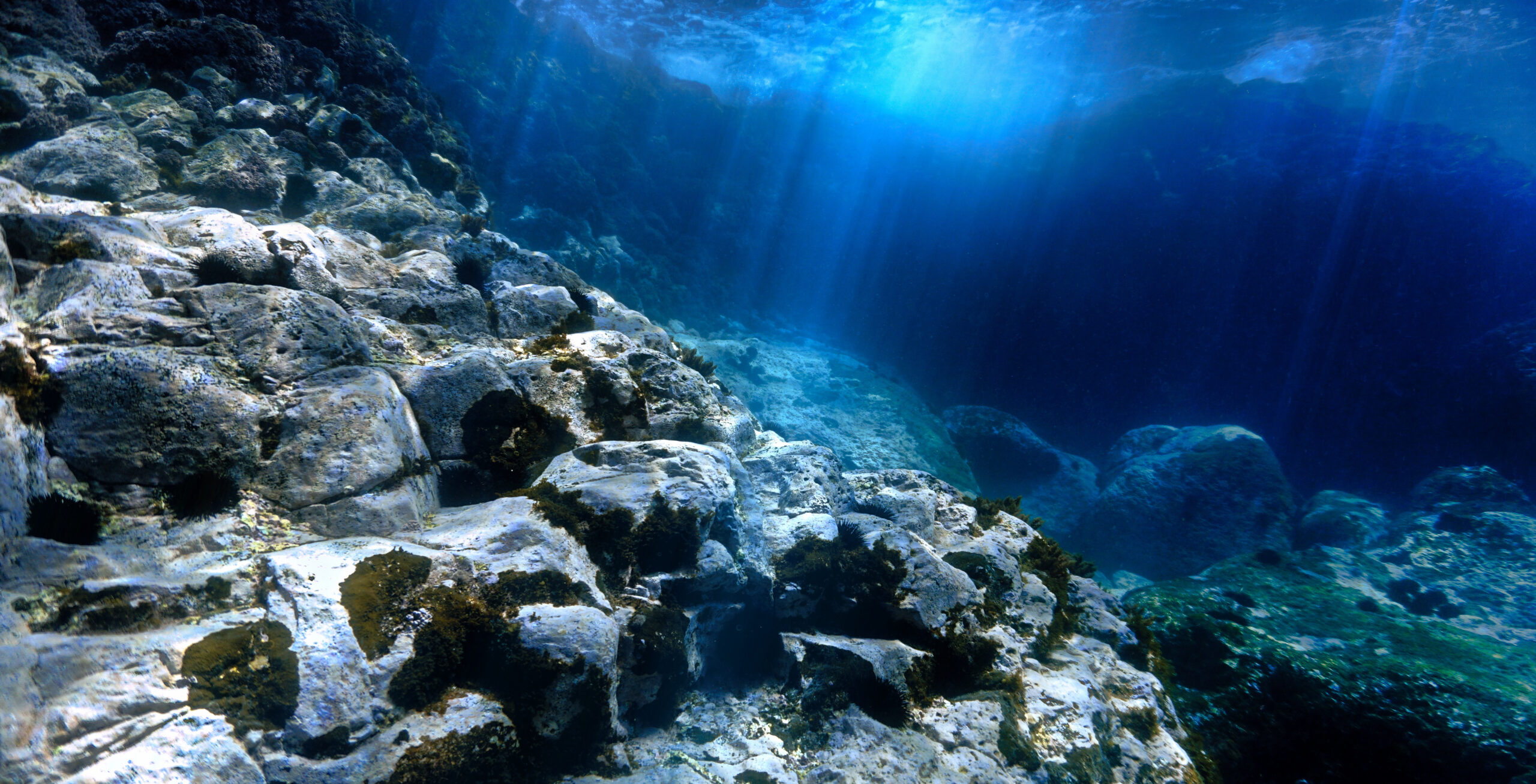 underwater scene with reef